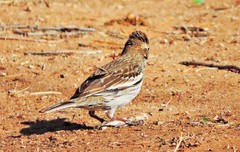 Calamospiza melanocorys