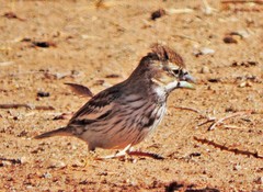 Calamospiza melanocorys