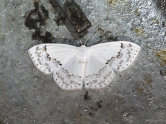 Teldenia specca