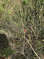 Dicliptera sexangularis