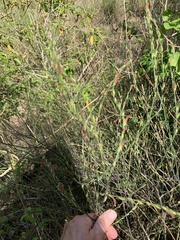 Dicliptera sexangularis