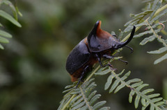 Heterogomphus