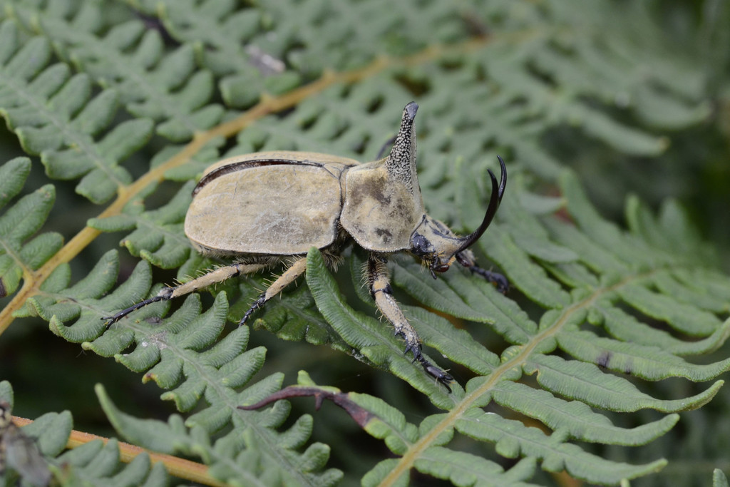 Agaocephalini