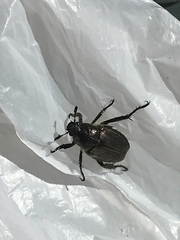 Strigoderma arbicola