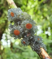 Leptogium phyllocarpum