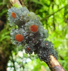 Leptogium phyllocarpum