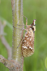 Phrictus moebiusi