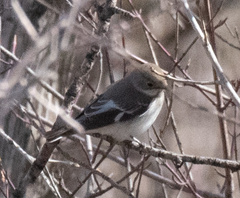 Ficedula semitorquata