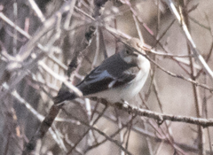 Ficedula semitorquata