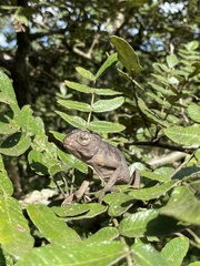Chamaeleo laevigatus