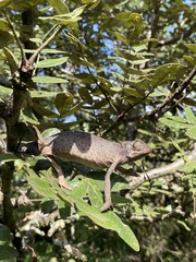 Chamaeleo laevigatus