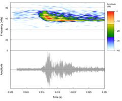 Miniopterus natalensis