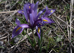 Iris reticulata