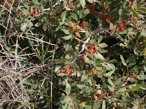 Pistacia lentiscus