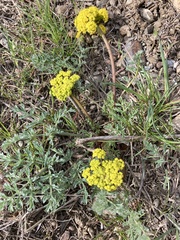 Lomatium donnellii