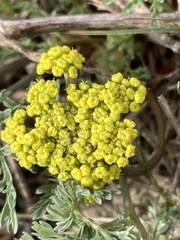 Lomatium donnellii