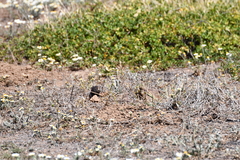 Spalacopus cyanus