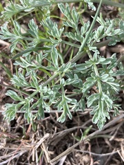 Lomatium donnellii