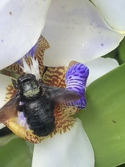 Xylocopa