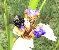 Xylocopa