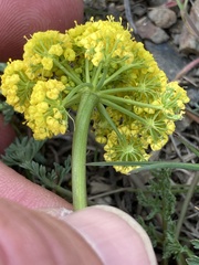 Lomatium donnellii