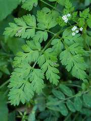 Chaerophyllum tainturieri