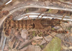 Procambarus spiculifer
