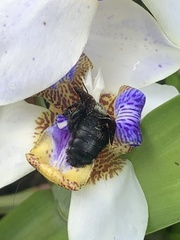 Xylocopa