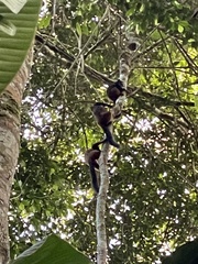 Saguinus fuscicollis