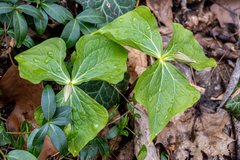 Trillium erectum