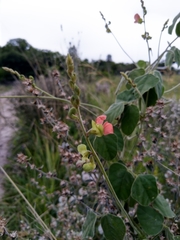 Macroptilium erythroloma