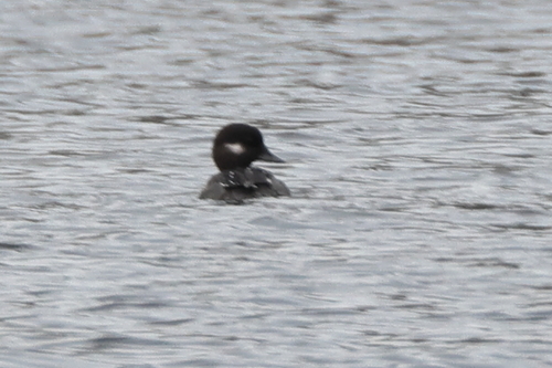 Bufflehead photographed in Connecticut