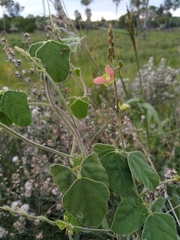 Macroptilium erythroloma