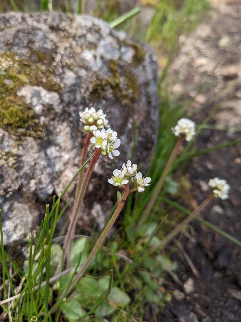 Wholeleaf Saxifrage
