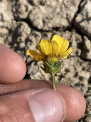 Leptosyne calliopsidea