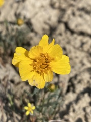 Leptosyne calliopsidea