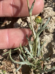 Leptosyne calliopsidea