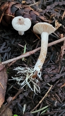 Rhizocybe