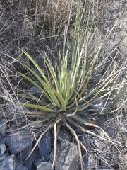 Hechtia podantha