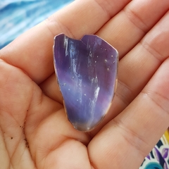 Macrocypraea cervinetta