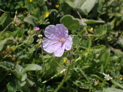 Erodium gruinum