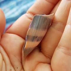 Macrocypraea cervinetta