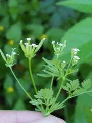 Chaerophyllum tainturieri