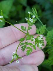 Chaerophyllum tainturieri