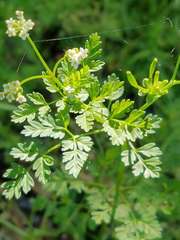 Chaerophyllum tainturieri