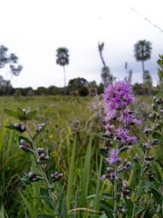 Vernonanthura chamaedrys