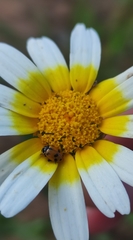 Hippodamia variegata