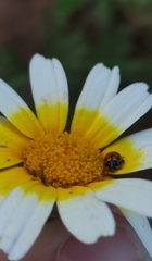 Hippodamia variegata