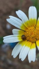 Hippodamia variegata