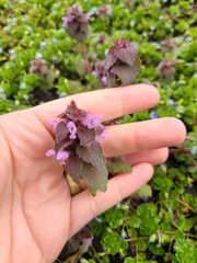 Lamium purpureum